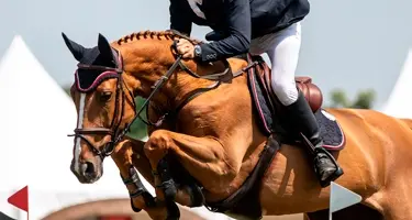 soepele gewrichten paard